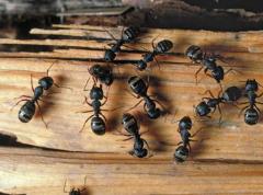 Ants are home invasion pests, photo courtesy Chaleigh Glass